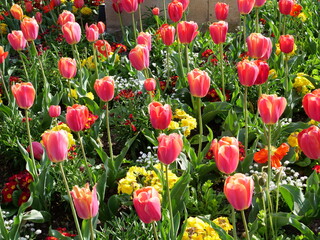 Some tulips in the Luxembourg garden. the 17th April 2021, Paris, France.