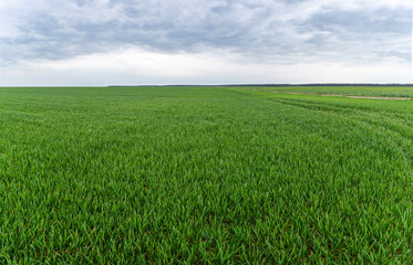 Green wheat field in early spring against cloudy sky