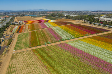 Obraz premium Aerial, panoramic shot of Flower Fields in Carlsbad California