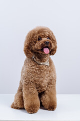 Cute brown labradoodle after professional pet grooming on light background. Dog portrait with asian hairstyle. Place for text. Copy space