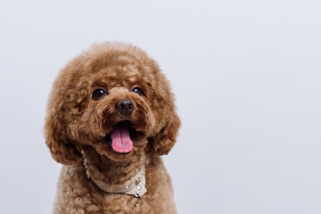 Cute brown labradoodle after professional pet grooming on light background. Dog portrait with asian hairstyle. Place for text. Copy space