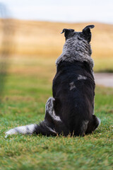 blue heeler sitting on grass looking away to the distance