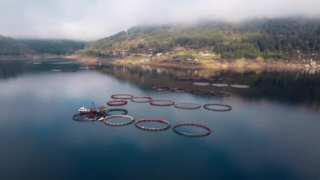 Fish breeding industry. Fish cages of trout fish farm in water. Food industry, traditional craft production. Aerial view of round mesh for growing and catching fish