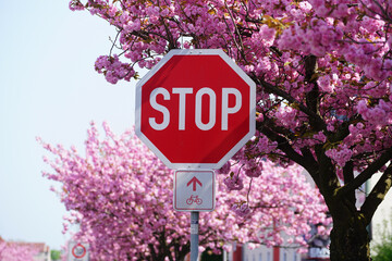 Stoppschild und Rad Route Schild vor Kirschbaum in der Blüte  
