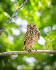 owl on branch