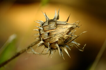 Plant with spikes and thorns