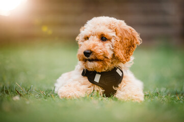 niedlicher kleiner Zwergpudel Welpe liegt im Gras in der Abendsonne und genießt die wärme