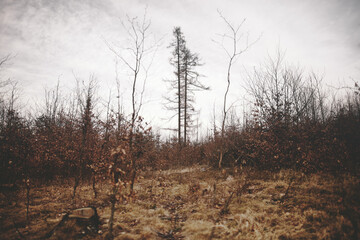 trees in the fog
