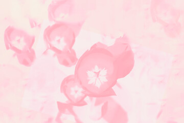 Coral color tulips on pastel background, floral background