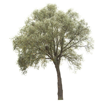 Russian olive, known also as silver berry. Isolated tree on white background