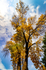 Fototapeta premium Yellows take over the tree - Fall in Central Canada, ON