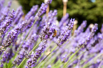 Lavender flowers with bee in Sequim, Washington