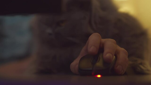 A man hand holds a computer mouse, clicks on buttons and scrolls, on blurred background British cat