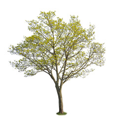 A maple tree isolated on white background.
