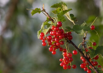 red berries on a branch