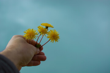 Dandelion flower in my hand.Bitter chicory or radicheta, Taraxacum officinale, whose yellow flower...