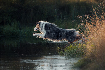 Beautiful summer sunset with blue merle australian shepherd aussie dog jumping in river