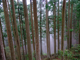 Obraz premium 杉の林