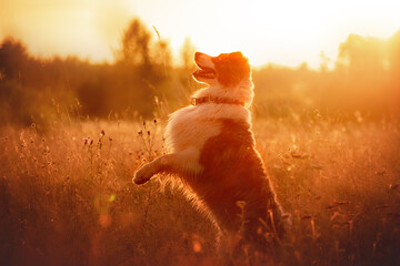 Beautiful summer sunset with blue merle australian shepherd aussie dog 