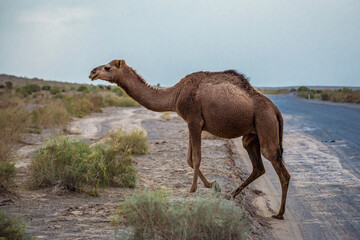 Dromedary camel crossing road on Maranjab desert, Esfahan province, Iran