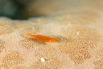 A picture of a starfish shrimp