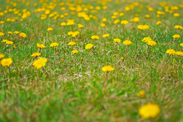 Green field with yellow dandelions. Closeup of yellow spring flowers on the ground.