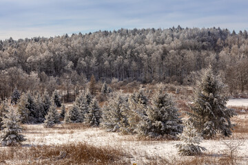 Ice-covered trees in January, Otsego County, New York State, USA.