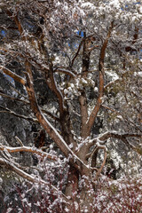 Ice-covered trees in January, Otsego County, New York State, USA.