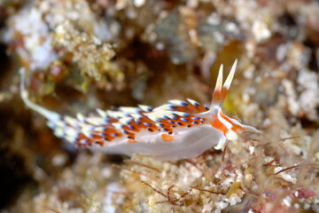 The beautiful colors of nudibranches