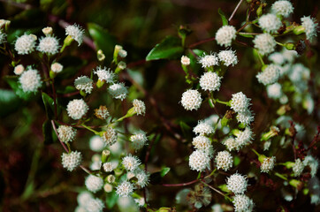 Detalles de Flores blancas - Background
