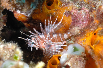 A picture of a common lionfish