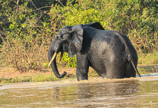 African elephant leaving a river 
