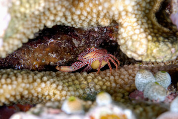 A picture of a red spotted coral crab