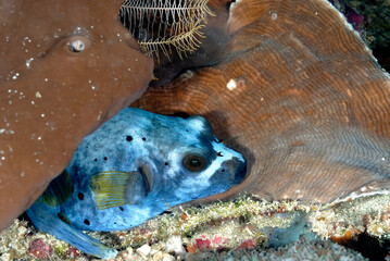A picture of a puffer fish