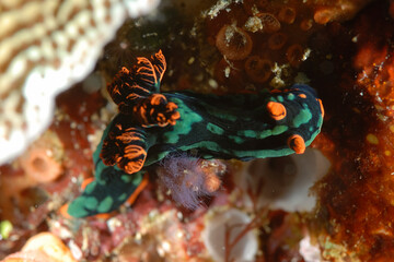 The beautiful colors of nudibranches