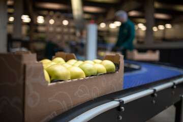 Working in organic food factory sorting green apples and conveyer belt transporting to the cold...