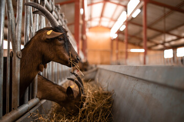 Close up view of goat domestic animal eating food at farmhouse. - Powered by Adobe