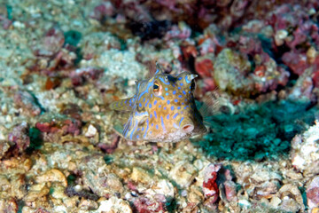 A picture of a box fish