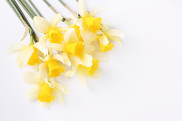 Fototapeta premium Yellow daffodils are located on white background. Space for text. Horizontal format