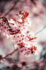 cherry blossoms