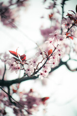 cherry blossoms