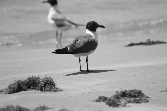 black and white Bonaparte's Gull