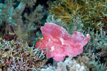 A picture of a leaf fish