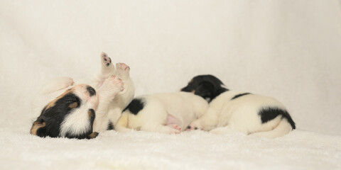 Pups 3,5 weeks old. Purebred newborn very tiny Jack Russell Terrier puppy dogs plays with the siblings