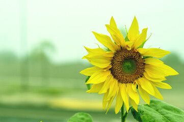 sunflower on a green background