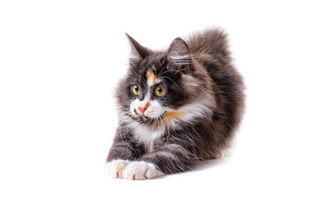 Fluffy red-haired kitty, gray with white spots, plays on an isolated white background. Kitty with yellow eyes plays on a white background close-up. Playful kitten on an isolated white background.