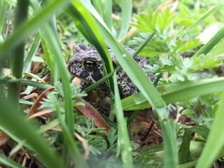Toad in the grass