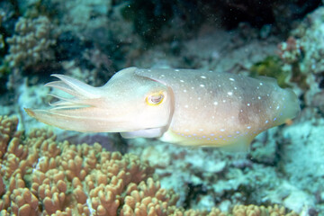 A picture of a cuttlefish