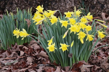 Yellow Flower in Spring