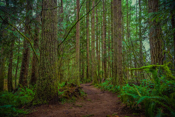 Fototapeta premium 2021-02-04 A PATH IN THE FOREST IN THE PACIFIC NORTHWEST